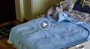 Котик старательно делает себе лежанку из пледа