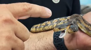Вони мають різні характери: чоловік знайшов змію, яка кусає відразу двома головами (2 фото + 1 відео)
