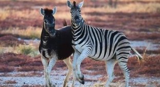 Зебры в Африке «сломались»! Почему всё чаще рождаются зебры не в полосочку? (10 фото)