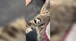 Кішки та автоматична годівниця