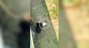 In China, a chimpanzee returned dropped glasses to visitors