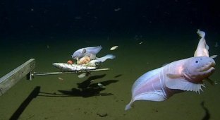 Photographed at a depth of 8336 m: the deepest fish on the planet was discovered (3 photos + 1 video)