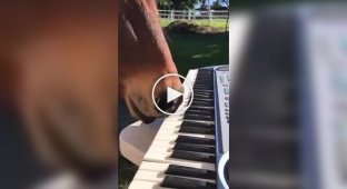 Playful horse plays the piano