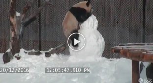 Борьба панды со снеговиком