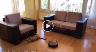 Robot vacuum cleaner with cat cleaning mode