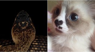 20 animals that nature has decorated with a heart (17 photos)