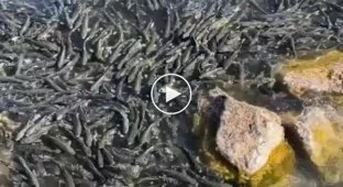 Похоже, у рыб тоже есть какой-то фестиваль