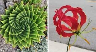 20 идеально геометрических растений (20 фото)
