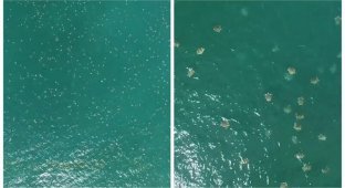 Прибытие: сотни тысяч морских черепах в заповеднике Коста-Рики (5 фото + 1 видео)