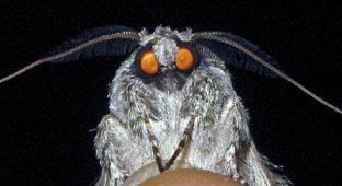 One eats only clothes, the other only cereals: how to distinguish food moths from clothes moths (6 photos)
