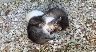 Основатель организации спасение котов нашла тройню брошенных маленьких котят (10 фото)