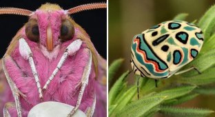15 комах з яскравою та екзотичною зовнішністю (16 фото)