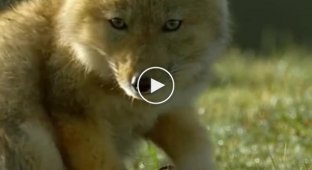 What do Tibetan fox cubs look like?