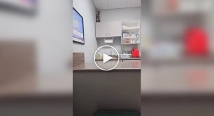 A cat tried to hide from a doctor and its owner