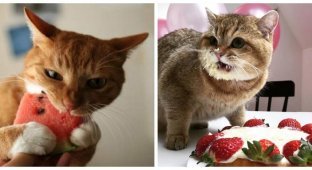 Sweet for sweets: unexpected gastronomic addictions of cats (16 photos)
