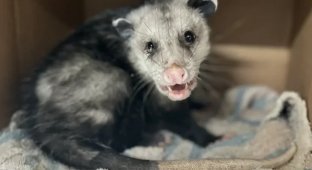 A possum with an ear infection walked in circles for two hours (1 photo + 2 videos)