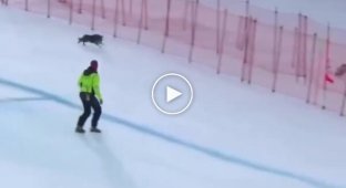 A dog ran onto the track during a competition