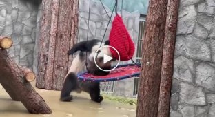 Панда Катюша занялась единоборствами — первым противникам стала груша и качели