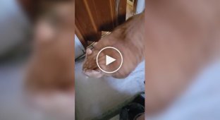 Кіт, для якого будь-які двері не перешкода