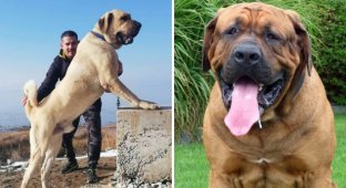 Dog breeds that are banned in different countries (14 photos)