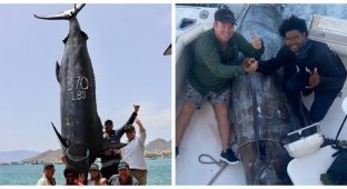 Три рыбака поймали гигантскую рыбину весом 621 кг (4 фото)