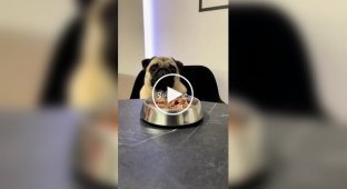 Из жизни мопсов