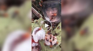 В Японии существует необычная профессия — ловец гигантских азиатских шершней