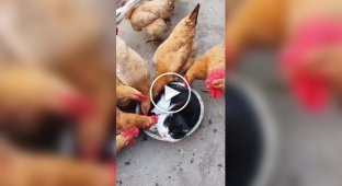 Cat won't let chickens dine in peace