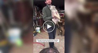 Man saved and nursed a wolf cub