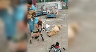 Man makes wheelchairs for paralyzed people dogs