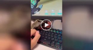 The cat saves the owner from gaming addiction