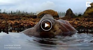 Land octopus caught on video