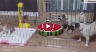 Pugs encounter a kitten for the first time. Laughter and nothing more!