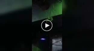 Две летучие мыши решили выяснить отношения