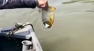 Хлопець вирушив ловити рибу, а в результаті знайшов друга
