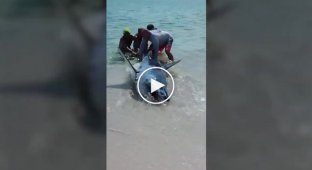 Посетители пляжа спасли крупную акулу