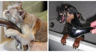 Animals that hate water procedures (16 photos)
