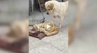 Get up, lazybones!: a dog tries to wake up a cat