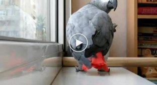Классный попугай который любит петь песни Ани Лорак