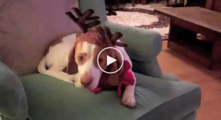 Пес который очень любит новогодний праздник