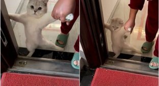 "Ты меня не заставишь": кошка не хочет выходить на улицу из-за холода (4 фото + 1 видео)