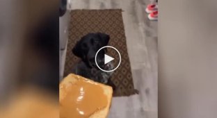 The dog couldn't handle the sandwich