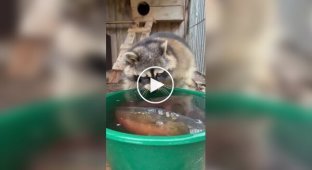 Єнот і риба в тазу