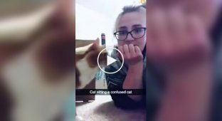 Из жизни рыжих котов