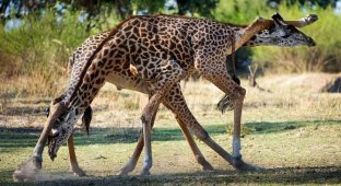 Страстное танго в исполнении жирафов (8 фото)