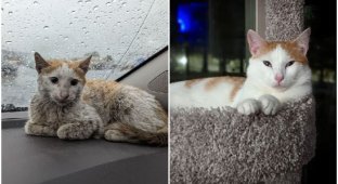 Спасибо, люди: 30 трогательных фото кошек до и после спасения (31 фото)