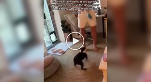 Dogs' reaction to pet doors
