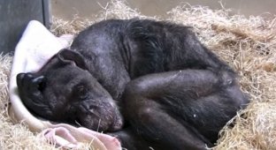 59-year-old dying chimpanzee refused to eat, but then she heard the voice of her friend (7 photos + 1 video)