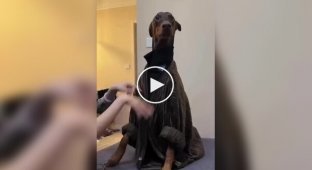 Doberman from China became a model