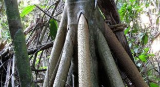 Шагающие пальмы (5 фото)